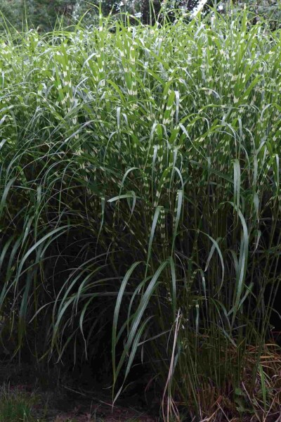 Zebragræs Miscanthus sinensis 'Little Zebra' 5-10 potte P9 Miscanthus sinensis 'Little Zebra'