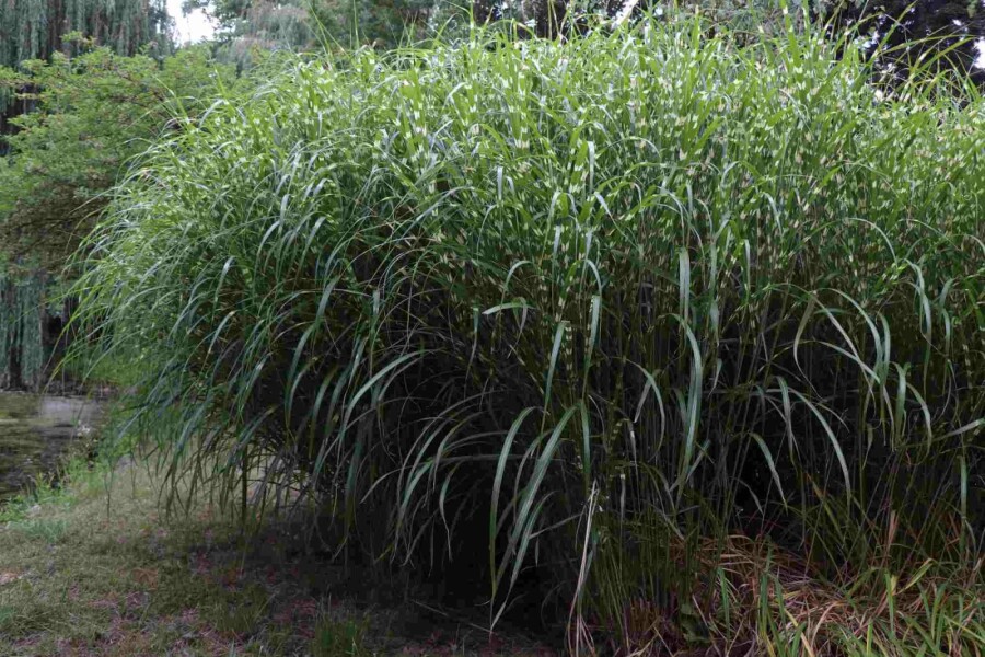 Zebragræs Miscanthus sinensis 'Little Zebra' 5-10 potte P9 Miscanthus sinensis 'Little Zebra'