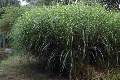 Zebragræs Miscanthus sinensis 'Little Zebra' 5-10 potte P9 Miscanthus sinensis 'Little Zebra'