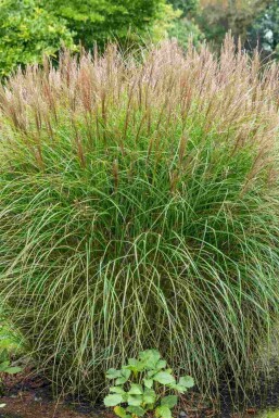 Elefantgræs Miscanthus sinensis 5-10 potte P9 Miscanthus sinensis