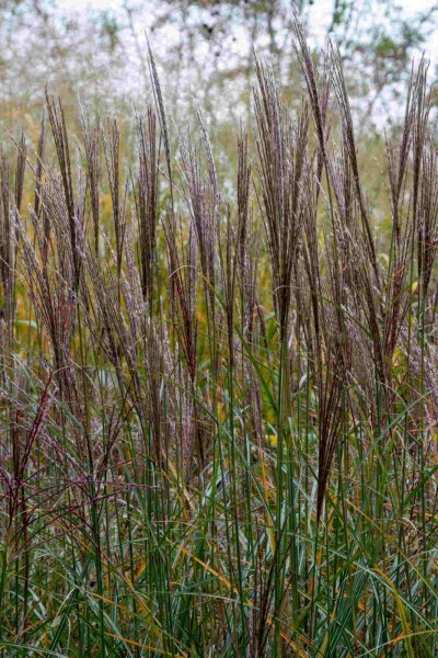 Elefantgræs Miscanthus sinensis 'Yaku Jima' 5-10 potte P9 Miscanthus sinensis 'Yaku Jima'