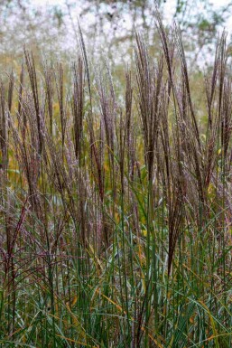 Elefantgræs Miscanthus sinensis 'Yaku Jima' 5-10 potte P9 Miscanthus sinensis 'Yaku Jima'