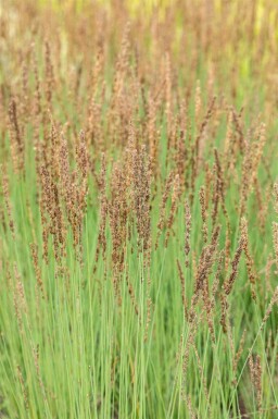 Blåtop Molinia caerulea 'Heidezwerg' 5-10 potte P9 Molinia caerulea 'Heidezwerg'