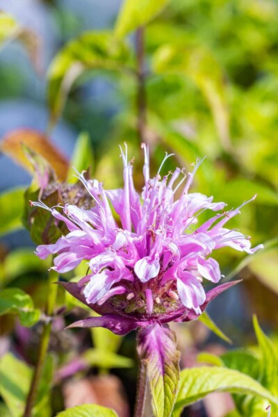 Bergamot Monarda fistulosa 'Croftway Pink' 5-10 potte P9 Monarda fistulosa 'Croftway Pink'
