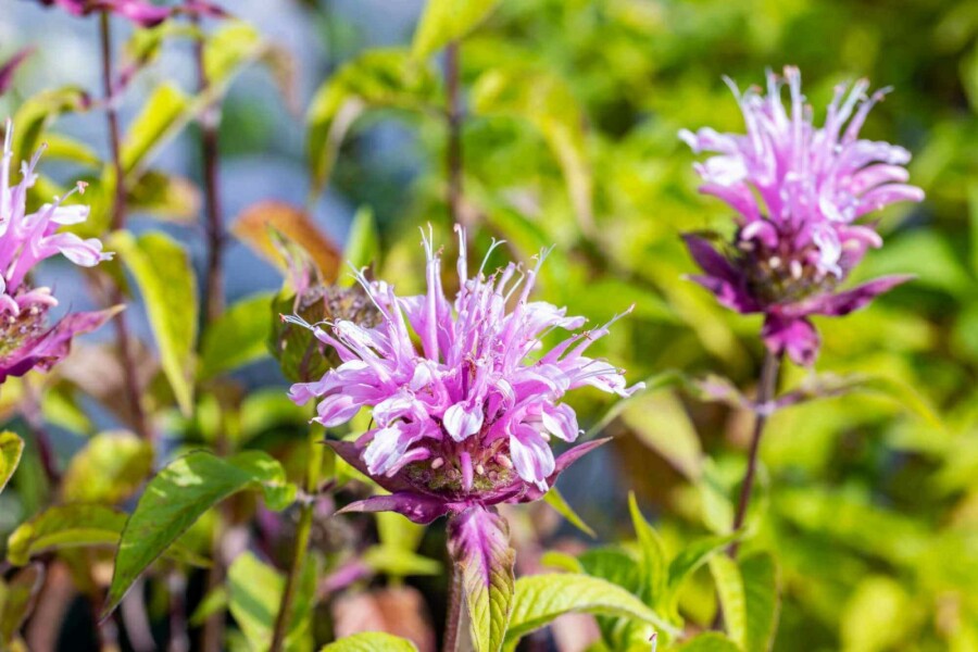 Bergamot Monarda fistulosa 'Croftway Pink' 5-10 potte P9 Monarda fistulosa 'Croftway Pink'