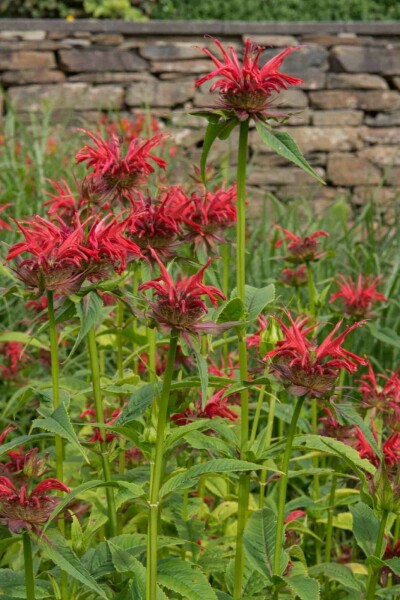 Bergamot Monarda fistulosa 'Gardenview Scarlet' 5-10 potte P9 Monarda fistulosa 'Gardenview Scarlet'