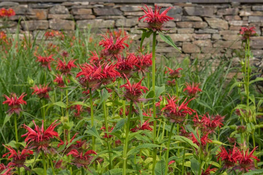 Bergamot Monarda fistulosa 'Gardenview Scarlet' 5-10 potte P9 Monarda fistulosa 'Gardenview Scarlet'