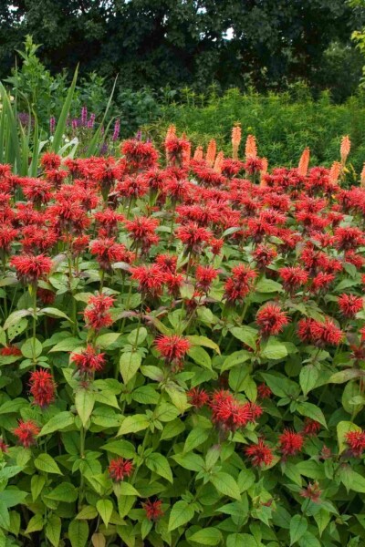 Bergamot Monarda fistulosa 'Jacob Cline' 5-10 potte P9 Monarda fistulosa 'Jacob Cline'