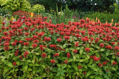 Bergamot Monarda fistulosa 'Jacob Cline' 5-10 potte P9 Monarda fistulosa 'Jacob Cline'