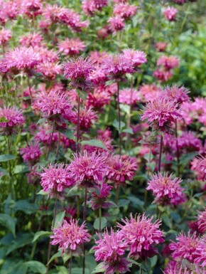 Bergamot Monarda fistulosa 'Marshall's Delight' 5-10 potte P9 Monarda fistulosa 'Marshall's Delight'