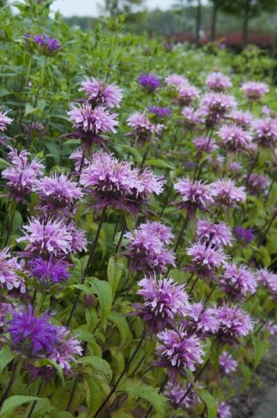 Hestemynte Monarda fistulosa 'Prärienacht' 5-10 potte P9 Monarda fistulosa 'Prärienacht'
