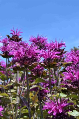 Hestemynte Monarda fistulosa 'Scorpion' 5-10 potte P9 Monarda fistulosa 'Scorpion'