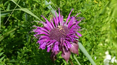 Hestemynte Monarda fistulosa 'Scorpion' 5-10 potte P9 Monarda fistulosa 'Scorpion'