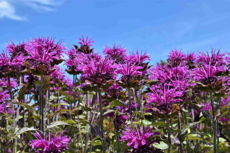 Hestemynte Monarda fistulosa 'Scorpion' 5-10 potte P9 Monarda fistulosa 'Scorpion'
