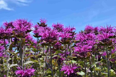 Hestemynte Monarda fistulosa 'Scorpion' 5-10 potte P9 Monarda fistulosa 'Scorpion'