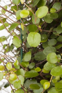 Slyngende tråd Muehlenbeckia axillaris 5-10 potte P9 Muehlenbeckia axillaris