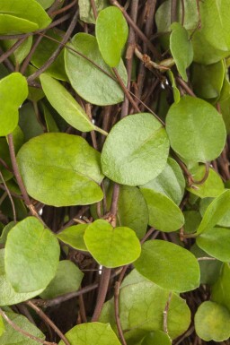 Slyngende tråd Muehlenbeckia axillaris 5-10 potte P9 Muehlenbeckia axillaris