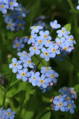 Engforglemmigej Myosotis palustris 5-10 potte P9 Myosotis palustris