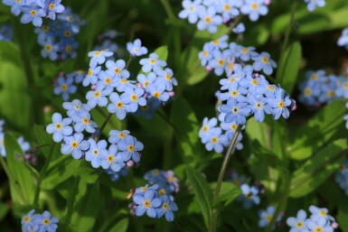 Engforglemmigej Myosotis palustris 5-10 potte P9 Myosotis palustris