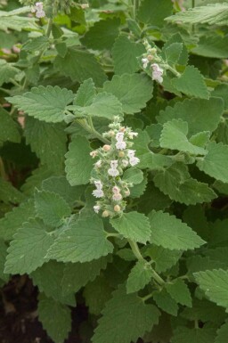 Katteurt Nepeta cataria 5-10 potte P9 Nepeta cataria
