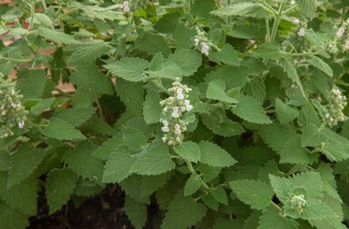 Katteurt Nepeta cataria 5-10 potte P9 Nepeta cataria