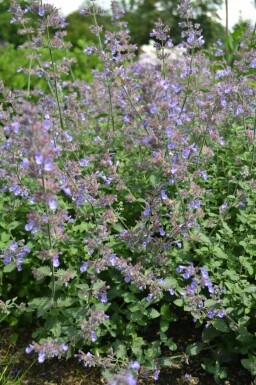 Katteurt Nepeta faassenii 'Dropmore' 5-10 potte P9 Nepeta faassenii 'Dropmore'