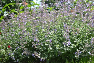 Katteurt Nepeta faassenii 'Dropmore' 5-10 potte P9 Nepeta faassenii 'Dropmore'