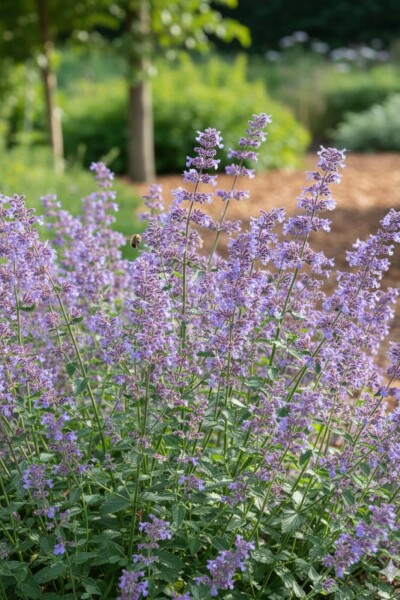Katteurt Nepeta faassenii 'Grol' 5-10 potte P9 Nepeta faassenii 'Grol'