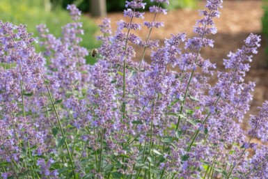 Katteurt Nepeta faassenii 'Grol' 5-10 potte P9 Nepeta faassenii 'Grol'