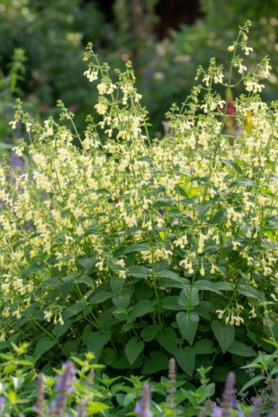 Nepeta govaniana