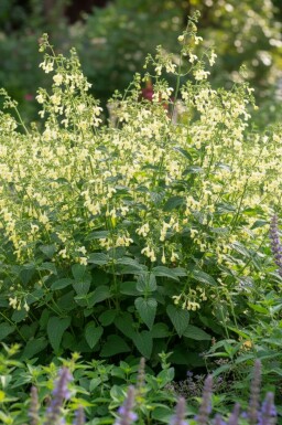 Katteurt Nepeta govaniana 5-10 potte P9 Nepeta govaniana