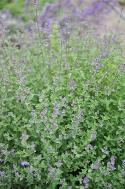 Katteurt Nepeta faassenii 'Kit Cat' 5-10 potte P9 Nepeta faassenii 'Kit Cat'
