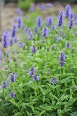 Katteurt Nepeta nervosa 5-10 potte P9 Nepeta nervosa