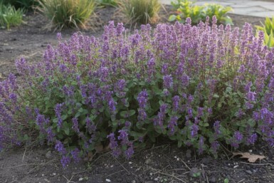 Katteurt Nepeta racemosa 'Grog' 5-10 potte P9 Nepeta racemosa 'Grog'