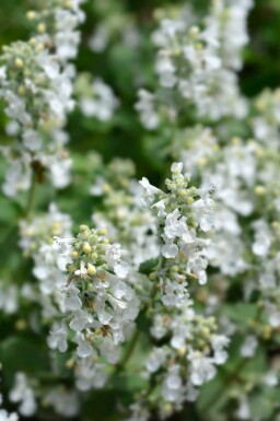 Hvid katteurt Nepeta racemosa 'Snowflake' 5-10 potte P9 Nepeta racemosa 'Snowflake'
