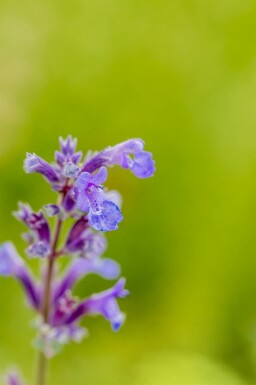 Katteurt Nepeta faassenii 'Senior' 5-10 potte P9 Nepeta faassenii 'Senior'