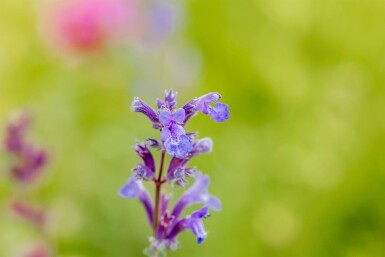 Katteurt Nepeta faassenii 'Senior' 5-10 potte P9 Nepeta faassenii 'Senior'