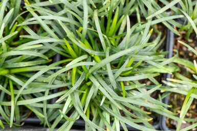 Japansk slangeskæg Ophiopogon japonicus 5-10 potte P9 Ophiopogon japonicus