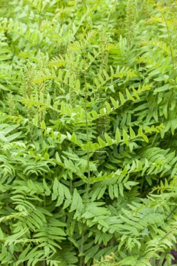 Kongebregne Osmunda regalis 5-10 potte P9 Osmunda regalis