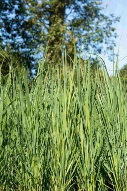 Præriegræs Panicum virgatum 'Northwind' 5-10 potte P9 Panicum virgatum 'Northwind'