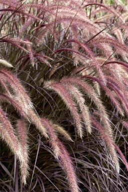Pyntegræs Pennisetum advena 'Rubrum' 5-10 potte P9 Pennisetum advena 'Rubrum'
