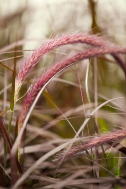 Pyntegræs Pennisetum advena 'Rubrum' 5-10 potte P9 Pennisetum advena 'Rubrum'