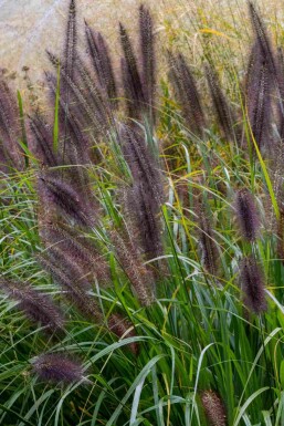 Lampepudsergræs Pennisetum alopecuroides 'Black Beauty' 5-10 potte P9 Pennisetum alopecuroides 'Black Beauty'