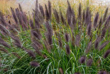 Lampepudsergræs Pennisetum alopecuroides 'Black Beauty' 5-10 potte P9 Pennisetum alopecuroides 'Black Beauty'