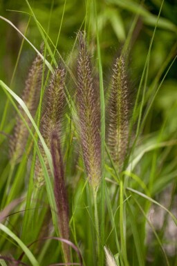 Lampepindsvin Pennisetum alopecuroides 'Red Head' 5-10 potte P9 Pennisetum alopecuroides 'Red Head'