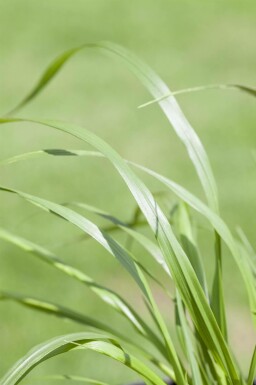 Lampepudsergræs Pennisetum alopecuroides 'Viridescens' 5-10 potte P9 Pennisetum alopecuroides 'Viridescens'