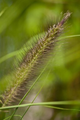 Lampepudsergræs Pennisetum alopecuroides 'Viridescens' 5-10 potte P9 Pennisetum alopecuroides 'Viridescens'