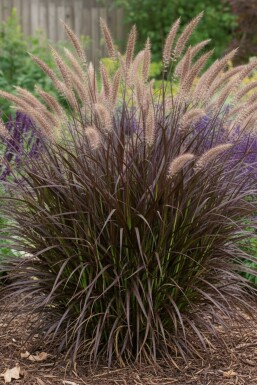 Sommergræs Pennisetum advena 'Summer Samba' 5-10 potte P9 Pennisetum advena 'Summer Samba'