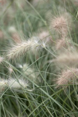 Harehaleblomst Pennisetum villosum 5-10 potte P9 Pennisetum villosum