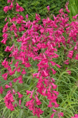 Purpurskæg Penstemon hartwegii 'Andenken an Friedrich Hahn' 5-10 potte P9 Penstemon hartwegii 'Andenken an Friedrich Hahn'
